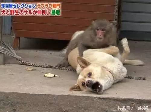 比特犬vs猴子视频直播，一场流量狂欢背后的血泪真相